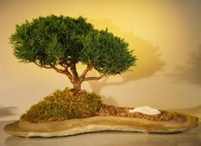 Shimpaku Juniper Bonsai Tree <br>Planted on a Rock Slab <br><i>(juniperus chinensis)</i>