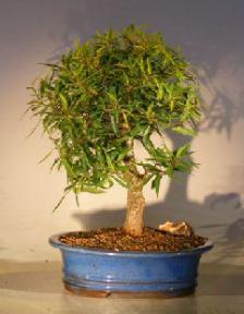 Willow Leaf Ficus Bonsai Tree - Large<br><i>(ficus nerifolia/salicafolia)</i>
