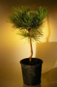 Japanese Black Pine Bonsai Tree - Pre Bonsai<br><i>(pinus thunbergii)</i>
