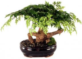 Artificial Aralia Bonsai Tree<br>