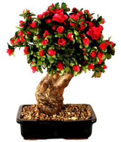 Artificial Azalea Bonsai Tree - Large<br>