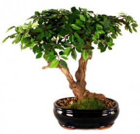 Artificial Ficus Bonsai Tree <br>