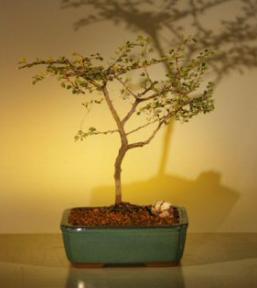 Flowering Dwarf  Orchid Bonsai Tree<br><i>(bauhinia grandidieri)</i>