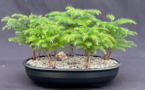 Norfolk Island Pine Bonsai Tree<br>Five Tree Forest Group<br><i>(araucaria heterophila)</i>