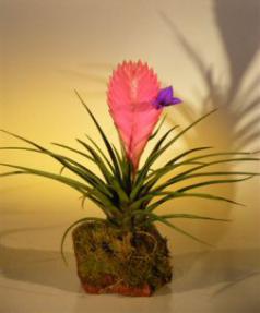 Pink Quill Bromeliad in Lava Rock<br><i>(tillandsia cyanea)</i>
