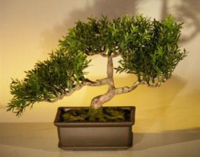 Artificial Japanese Tea Leaf  Bonsai Tree