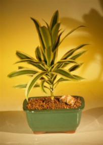 Song of India Bonsai Tree<br><i>(dracena reflexa)      