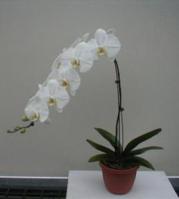White Orchid <br>Select White Phalaenopsis