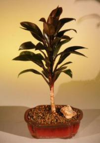 Cordyline Bonsai Tree<br><i>(Red Sister)</i>