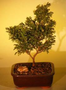Dwarf Gold Dust Cypress Bonsai Tree <br><i>(chamecyparis pisifera 'gold dust')</i>