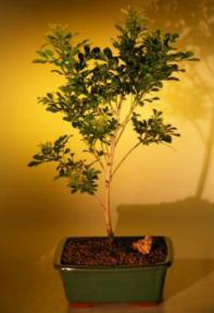 Flowering Chinese Perfume Bonsai Tree<br><i>(aglaia orodata)</i>