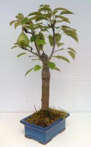 Flowering Pear Bonsai Tree<br><i>(pyrus communis)</i>