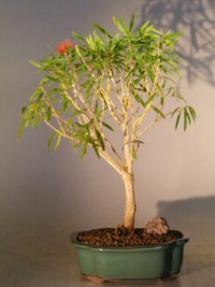 Flowering Bottlebrush - Red Cluster  Bonsai Tree<br><i>(callistemon rigidus) </i>