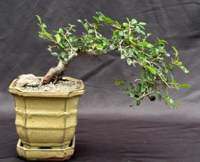 Chinese Elm Bonsai Tree - Semi Cascade Style<br><i>(ulmus parvifolia)</i>