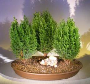 Italian Cypress Evergreen Bonsai Tree - Three Tree Forest Group <br><i>(cupressus sempervirens)</i>