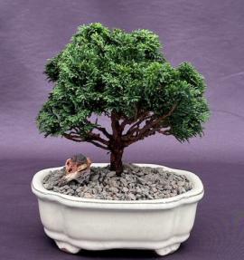 Hinoki Cypress Bonsai Tree  - Medium<br><i>(chamecyparis obtusa 'compacta')</i>