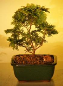 Golden Hinoki Cypress - Medium <br>(chamecyparis obtusa compacta 