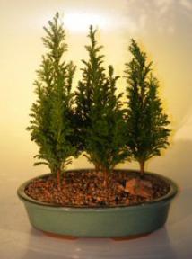 Italian Cypress Evergreen Bonsai Tree - Medium<br>Five Tree Forest Group<br><i>(cupressus sempervirens)</i>