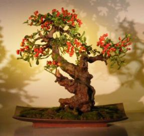 Artificial Pyracantha Bonsai Tree<br>