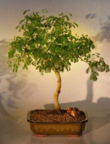 Flowering Brazilian Raintree Bonsai Tree - Extra Large<br><i>(pithecellobium tortum)</i>