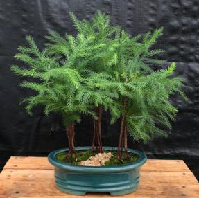 Norfolk Island Pine Bonsai Tree <br>Three (3) Tree Forest Group <br><i>(araucaria heterophila)</i>