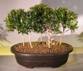 Flowering Brush Cherry Bonsai Tree <br>Five Tree Forest Group <br><i>(eugenia myrtifolia)</i>