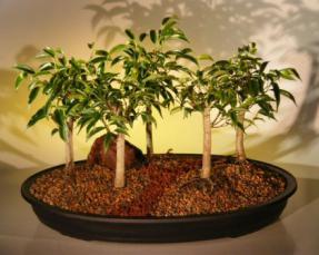 Oriental Ficus  Bonsai Tree<br>Five (5) Tree Forest Group <br><i>(benjamina 'orientalis')</i>