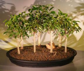 Oriental Ficus  Bonsai Tree <br>Seven (7) Tree Forest Group <br><i>(benjamina 'orientalis')</i>