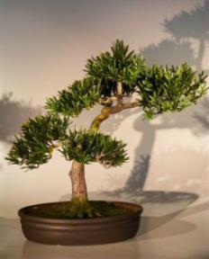 Artificial Podocarpus Bonsai Tree