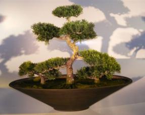 Artificial Cedar Bonsai Tree - Group Planting<br>