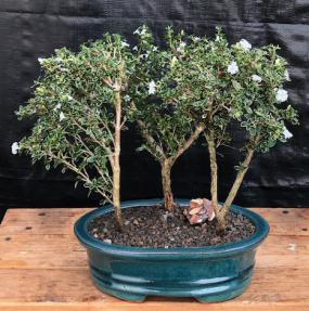 Flowering Mount Fuji Serissa Bonsai Tree <br>Three Tree Forest Group <br><i>(serissa foetida)</i>