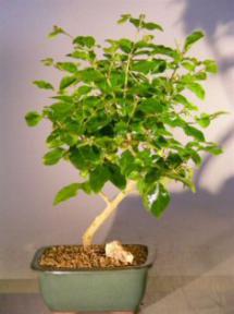 Flowering Ligustrum Bonsai Tree - Medium<br><i>(ligustrum lucidum)</i>
