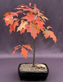 Pin Oak Bonsai Tree <br><i>('quercus palustris')</i>