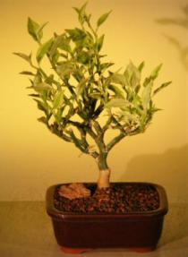 Flowering Devil's Backbone Bonsai Tree <br><i>(pidilanthus tithymaloides - variegated)</i>