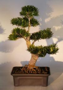 Artificial Podocarpus Bonsai Tree<br>(podocarpus macrophyllus)