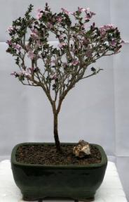 Flowering Pink Serissa - Medium <br><i>(Serissa Foetida)</i>