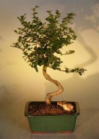 Flowering Fukien Tea Bonsai Tree - Curved Trunk (Large)<br><i>(ehretia microphylla)</i>