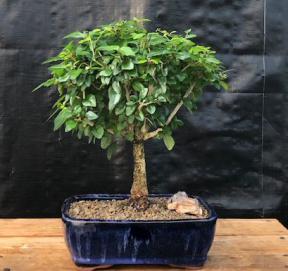 Flowering Parrot's Beak Bonsai Tree - Large <br><i>(gmelina philippensis)</i>