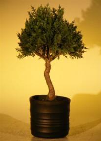 Artificial Japanese Cedar Bonsai Tree