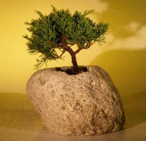 Shimpaku Bonsai Tree Bonsai Tree  In Lava Rock - Medium<br><i>(shimpaku itoigawa)</i>