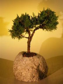 Shimpaku Bonsai Tree In Lava Rock - Large<br><i>(juniper chinensis)</i>