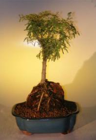 Sweet Acacia Bonsai Tree - Root Over Rock<br><i>(acacia farnesiana)</i>