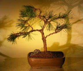 Japanese Black Pine Bonsai Tree  - In Training<br><i>(pinus thunbergii)</i>