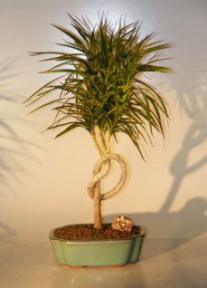 Dracena Bonsai Tree - Knotted Trunk Style<br><i>(Dracena Marginata)</i>  