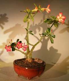 Flowering Desert Rose Bonsai Tree - Large <br><i>(Adenium Obesum)</i>