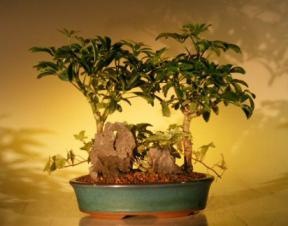 Hawaiian Umbrella Bonsai Tree Stone Landscape - Double Planting with Ivy<br> (<i>arboricola schefflera</i>)