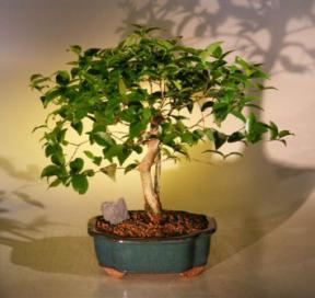 Flowering Surinam Cherry Bonsai Tree <br><i>(eugenia uniflora)</i>