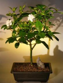 Flowering Gardenia - Extra Large<br><i>(Jasminoides miami supreme)</i>