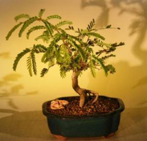 Tamarind Bonsai Tree<br><i>(tamarindus indica)</i>