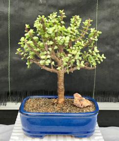Baby Jade  Bonsai Tree - Large <br>Aged and Variegated<br><i> (portulacaria afra variegata)</i>